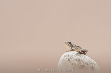 Mes critiques constructives sur vos photos de concours