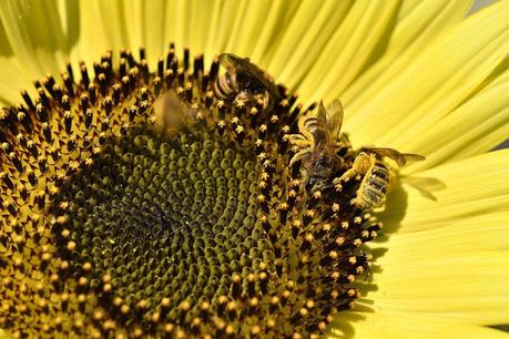 Mes critiques constructives sur vos photos de concours