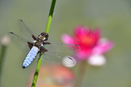 Mes critiques constructives sur vos photos de concours