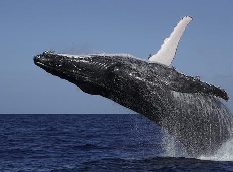 Mes critiques constructives sur vos photos de concours