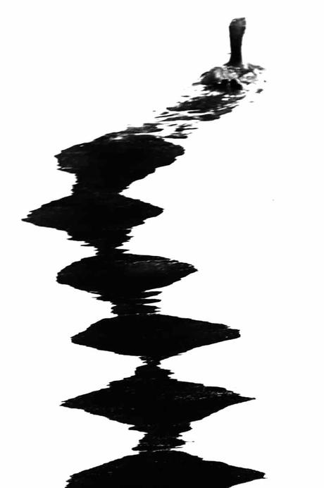 Mes critiques constructives sur vos photos de concours