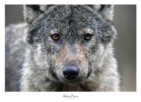 [Podcast #53] Rencontrer le loup avec Adrien Favre