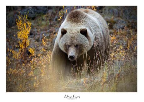 [Podcast #53] Rencontrer le loup avec Adrien Favre