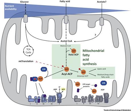 #Cell #mitochondrie #chainerespiratoire #acetylcoA Détection l’Acétyl-CoA Mitochondrial et Modulation de la Respiration