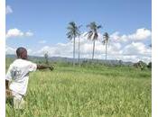 Nouveau code foncier Togo remède mirage?