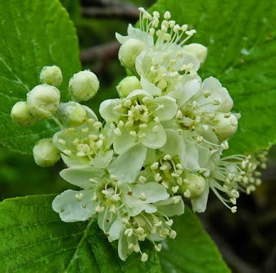 Alisier blanc (Sorbus aria) Alisier blanc (Sorbus aria)