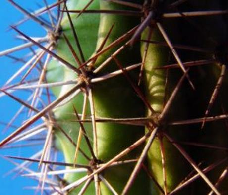 L’énergie verte du cactus électrique