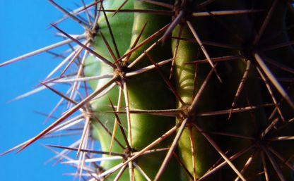 L’énergie verte du cactus électrique