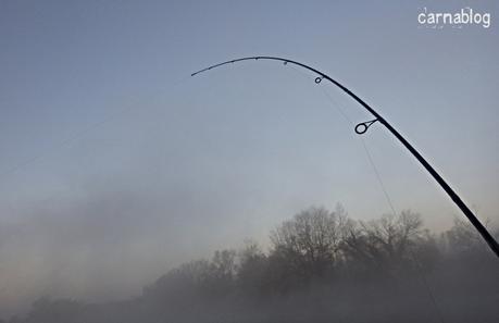 Gilets jaunes, silure et aspes Gilets jaunes, silure et aspes