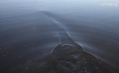 Gilets jaunes, silure et aspes Gilets jaunes, silure et aspes