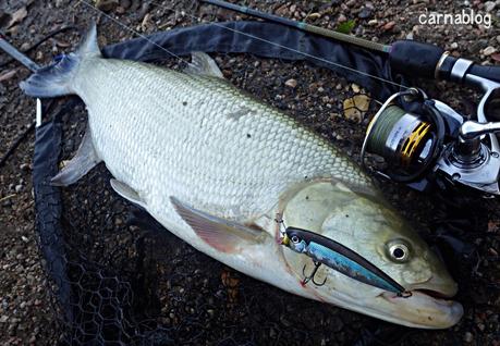 Gilets jaunes, silure et aspes Gilets jaunes, silure et aspes