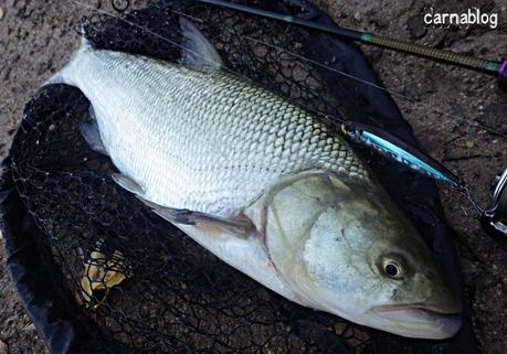 Gilets jaunes, silure et aspes Gilets jaunes, silure et aspes