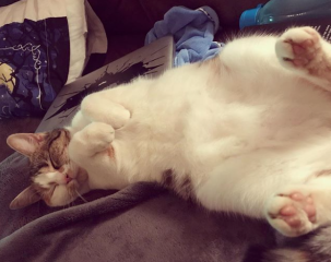 Capture d_écran 2018-11-19 à 17.21.11