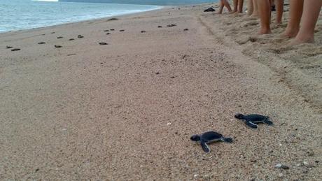 libération de tortues marines au mexique état du nayarit