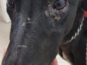 TORTOSA galga noire 3ans adopter chez chiens galgos