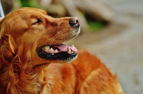 Pourquoi les chiens vivent moins longtemps que les gens ?