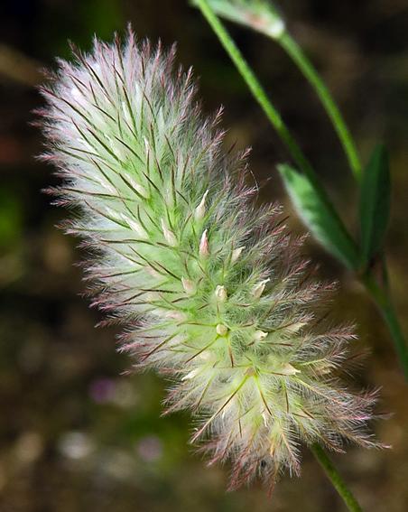 Trèfle pied de lièvre (Trifolium arvense)