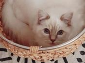 ANIMAUX Tout qu’on nous chats… mais dont doutait