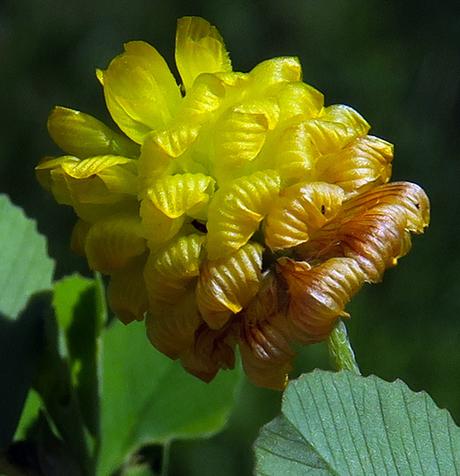 Trèfle des champs (Trifolium campestre)