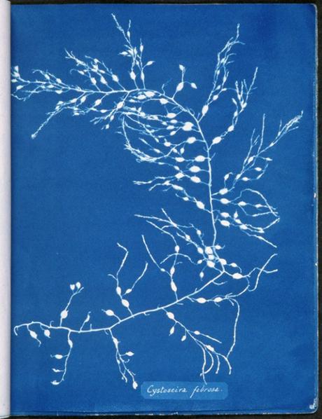 [PHOTOGRAPHIE] : Des herbiers en cyanotypes datant de 1842