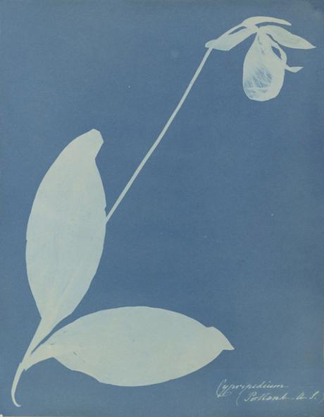 [PHOTOGRAPHIE] : Des herbiers en cyanotypes datant de 1842