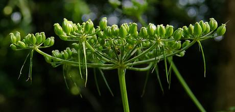 Ciguë élevée (Aethusa cynapium subsp. elata)