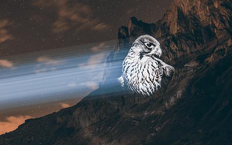 Alpes : des projections géantes des espèces menacées de nos montagnes Alpes : des projections géantes des espèces menacées de nos montagnes