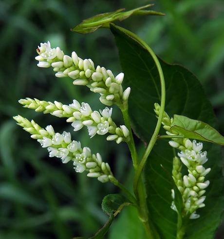 Renouée à feuilles de patience (Persicaria lapathifolia)