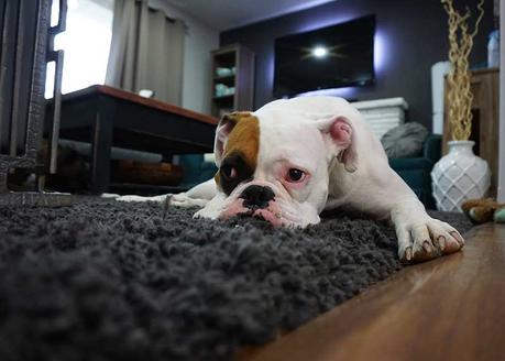 Comment laver un tapis pour chien ?
