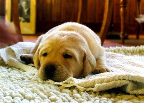 Mon chien mange son tapis : que faire ?