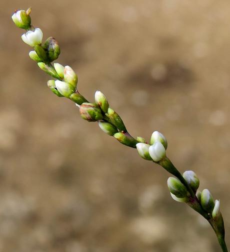 Renouée douce (Persicaria mitis)