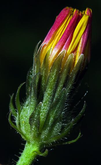 Picride fausse-épervière (Picris hieracioides)