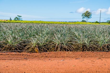 culture ananas