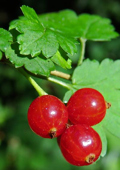 Groseillier rouge (Ribes rubrum)