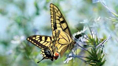 Quels sont les insectes pollinisateurs ? Quels sont les insectes pollinisateurs ?