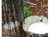 Comment sauver filière caoutchouc Côte d’Ivoire