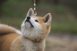 Akita Inu, le chien qu’on a trop envie de câliner !