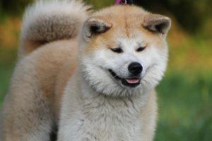 Akita Inu, le chien qu’on a trop envie de câliner !