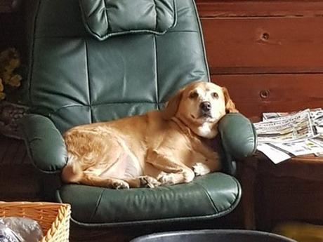 LODY croisée Labrador 11 ans à adopter gracieusement chez sos chiens galgos