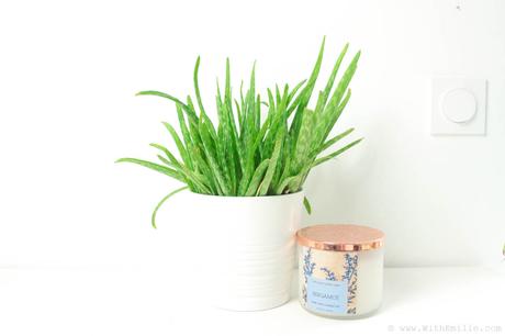 5 Plantes pour Purifier l’Air : Propriétés et Entretien 5 Plantes pour Purifier l’Air : Propriétés et Entretien