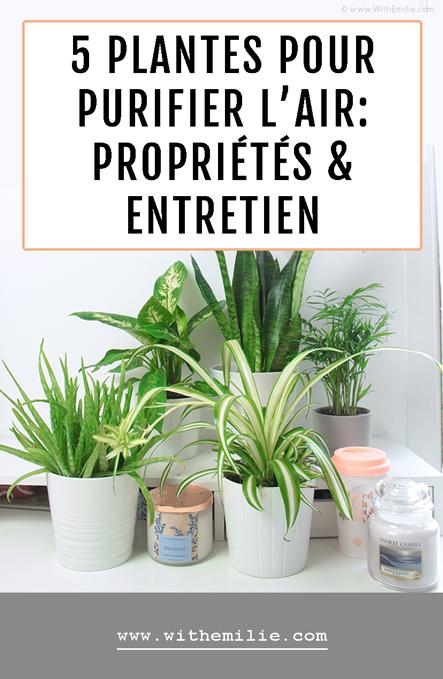 5 Plantes pour Purifier l’Air : Propriétés et Entretien 5 Plantes pour Purifier l’Air : Propriétés et Entretien
