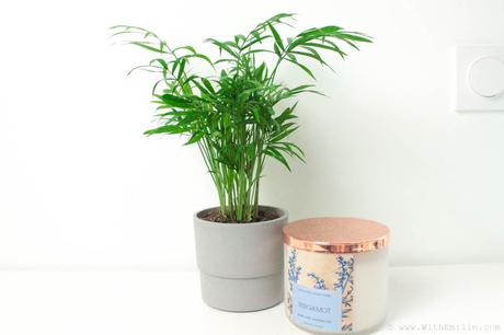 5 Plantes pour Purifier l’Air : Propriétés et Entretien 5 Plantes pour Purifier l’Air : Propriétés et Entretien