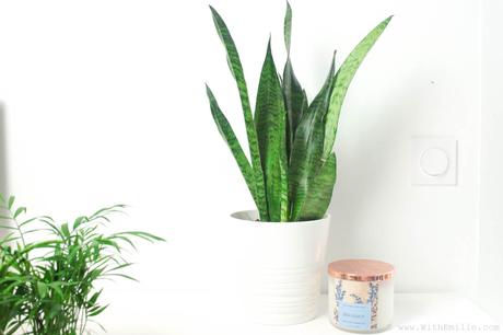 5 Plantes pour Purifier l’Air : Propriétés et Entretien 5 Plantes pour Purifier l’Air : Propriétés et Entretien