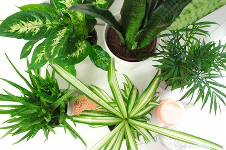 5 Plantes pour Purifier l’Air : Propriétés et Entretien 5 Plantes pour Purifier l’Air : Propriétés et Entretien