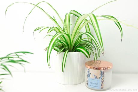 5 Plantes pour Purifier l’Air : Propriétés et Entretien 5 Plantes pour Purifier l’Air : Propriétés et Entretien