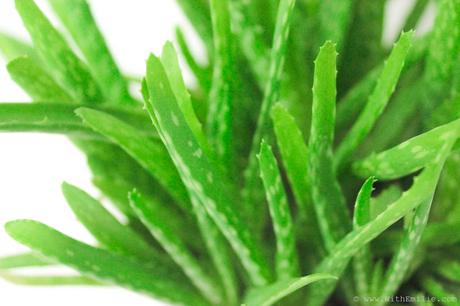 5 Plantes pour Purifier l’Air : Propriétés et Entretien 5 Plantes pour Purifier l’Air : Propriétés et Entretien