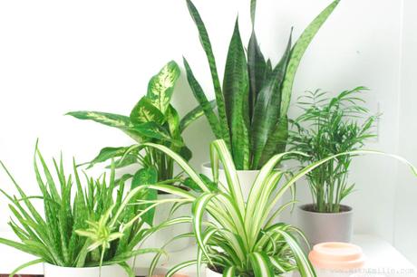 5 Plantes pour Purifier l’Air : Propriétés et Entretien 5 Plantes pour Purifier l’Air : Propriétés et Entretien