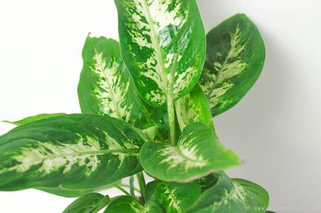 5 Plantes pour Purifier l’Air : Propriétés et Entretien 5 Plantes pour Purifier l’Air : Propriétés et Entretien