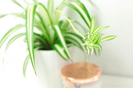 5 Plantes pour Purifier l’Air : Propriétés et Entretien 5 Plantes pour Purifier l’Air : Propriétés et Entretien