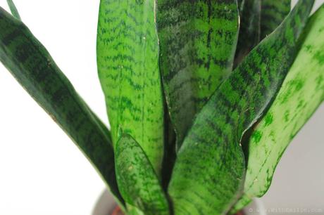 5 Plantes pour Purifier l’Air : Propriétés et Entretien 5 Plantes pour Purifier l’Air : Propriétés et Entretien